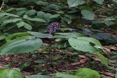 Plectranthus malabaricus